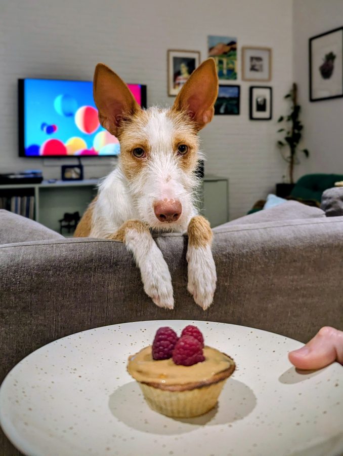 A rust and white dog with big upright ears resting its paws on the back of a sofa, with a small raspberry tart on a plate in the foreground.